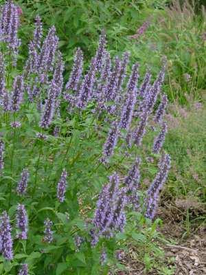 Charakteristika použitých taxonů Agastache 'Black Adder' Záhonová trvalka pro slunná až mírně přistíněná stanoviště. Půdu vyžaduje středně vlhkou, dobře propustnou.