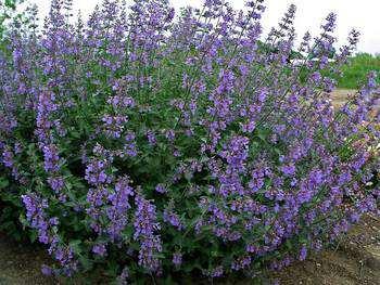 Nepeta x faassenii 'Six Hills Giant' Šanty jsou suchomilné, aromatické rostliny. Umístění vyžadují na plném slunci. Stanoviště sušší s písčitou až hlinitou, propustnou půdou.