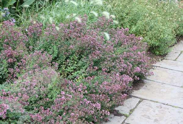 Origanum laevigatum 'Herrenhausen' Na bázi dřevnatějící trvalka s listy v mládí purpurovými, později tmavě zelenými, vytrvávajícími přes zimu. Listy nejsou aromatické.
