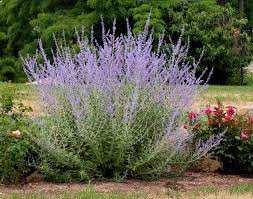 Perovskia atriplicifolia 'Little Spire' Je nízký keř pro milovníky fialových barev. Jedná se o velmi mrazuvzdornou rostlinu vhodnou do míst, kde levandule selhávají.