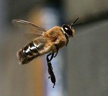 lietadlo / Dron Multikoptéra