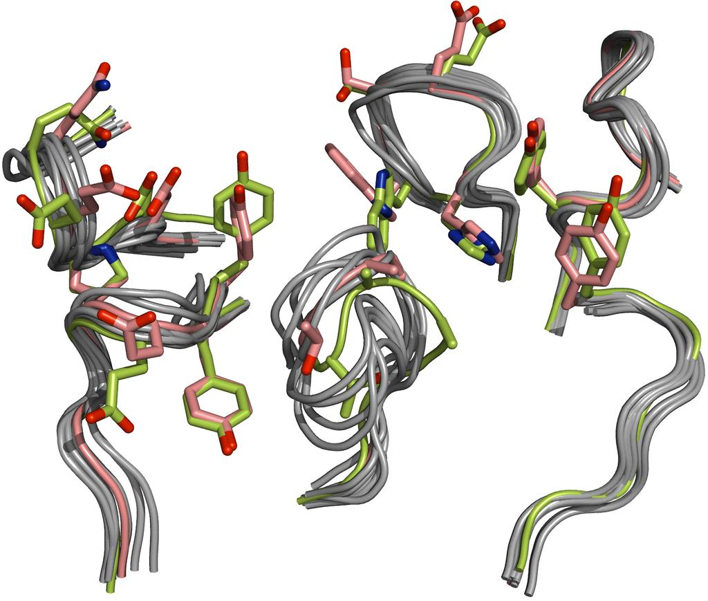 R skupina α-amino skupina H 3 N α-atom uhlíku R C H O C O karboxylová skupina Obr. 1: Pozice α-atomu uhlíku v aminokyselině Obr.