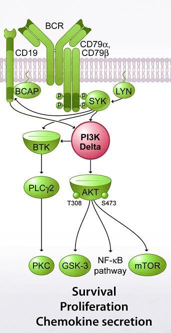 Nové léky v léčbě B-CLL Chronická aktivace BCR je pozorována u řady B-buněčných malignit a řídí proliferaci a přežívání.