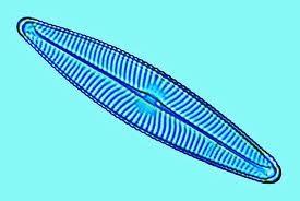 Rozsivky s raphe na obou valvách Valvy bilaterálně symetrické Raphe vyvinuto na obou valvách Buňky mohou