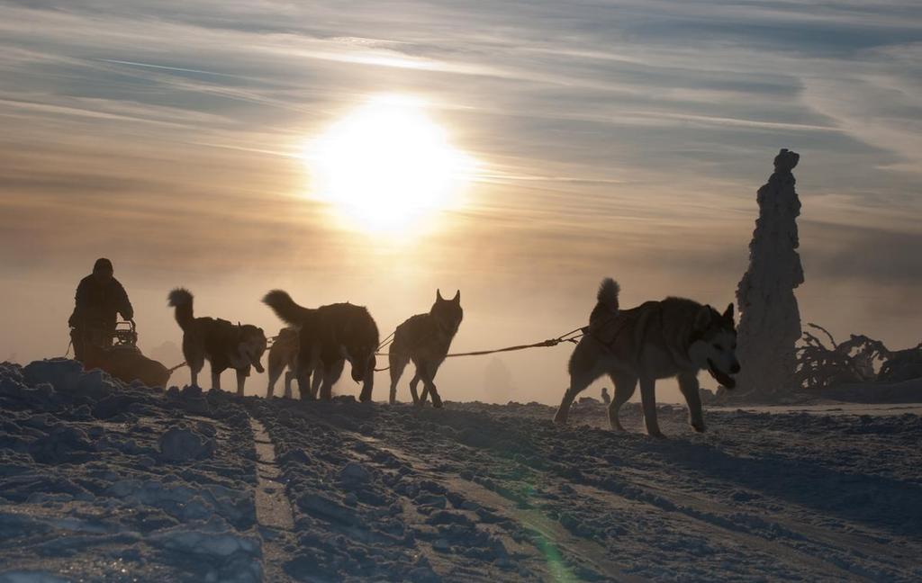 MUSHING v Orlických horách Šediváčkův long Nevšední zážitek