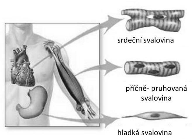 Příloha 4 Druhy svalové tkáně Zdroj: