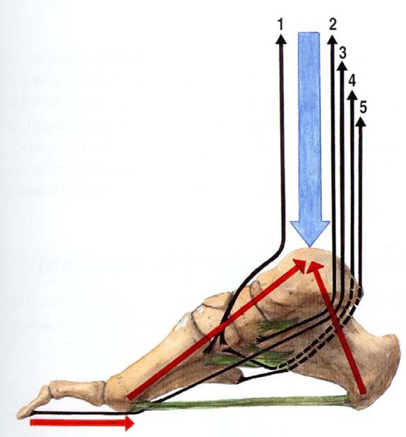 Příloha V - Mechanismy udržující klenbu nohy Obrázek č.