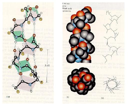 Sekundární struktura: α-helix Vlastnosti: (1) Tyčkovitý tvar, postranní řetězce směřují ven (2) Všechny C=O a N-H skupiny z peptidických vazeb vytváří vodíkové