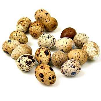 Křepelka polní (Coturnix coturnix) nežije v párech a kohoutek okolo sebe shromažďuje v době toku více slepiček slepičky o