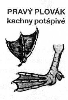 Zadní prst potápivých kachen je
