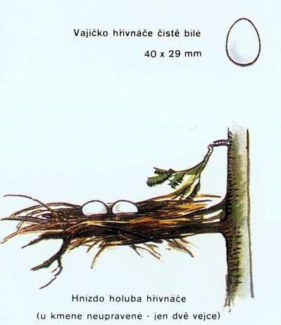Holub hřivnáč (Columba palumbus) severněji žijící populace jsou tažné ta mírných zim může část populace přezimovat výrazný tok hnízdí pravidelně 2x-3x ročně řídce