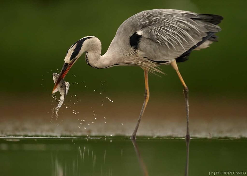Volavka popelavá (Ardea cinerea) samice snáší ke konci března 3-7 modrozelených, nelesklých vajec a sedí na nich 26 dní mláďata krmí zprvu