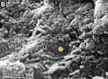 objasnitelné nebiologicky) F. Keppler et al., Nature 486 (2012) 93 96. E. Hand Nature 491 (2012) 174.