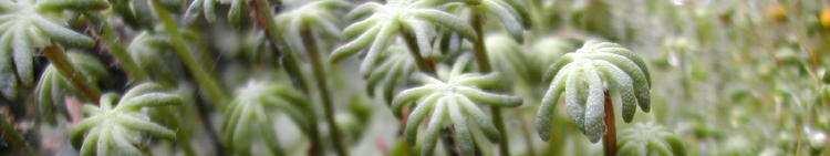 Marchantia polymorpha (porostnice