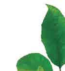 Poznámka od prvních zelených listů do velikosti