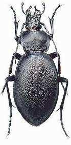 Coleoptera jako predátoři plžů většinou generalisté, na plžích nejsou přímo závislí (platí dokonce i pro druhy střevlíků