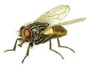 Diptera jako predátoři plžů pouze v larválním