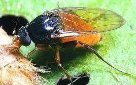 Sarcophagidae (masařkovití) - Calliphoridae