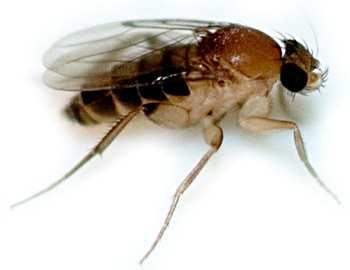 Phoridae - hrbilkovití 3000 spp.