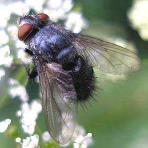 Calliphoridae - bzučivkovití larvy většinou nekrofágní, méně saprofágní a parazité některé parazité i u plžů: Melinda