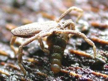 Arachnida jako predátoři plžů pavouci: pouze náhodné požírání plžů uvíznuvších v síti