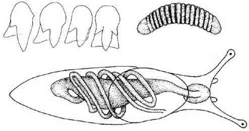 (Euconulidae) a jsou fakultativní predátoři bez nich (Arionidae, Subulinidae) u většiny prodloužení ústní