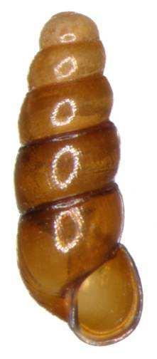 Aciculidae - jehlovkovití jehlovitá ulita do 6 mm, hlava s