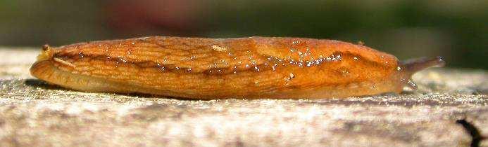 Arionidae - plzákovití primárně fytofágové a mykofágové karnivorie