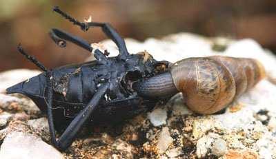 plže: Helicella itala, Cepaea nemoralis, Cornu aspersum zavlečena do Ameriky a v Kalifornii