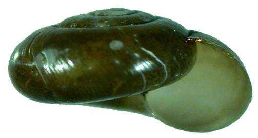 Zonitidae - zemounovití holoarktická čeleď, diverzifikovaná,