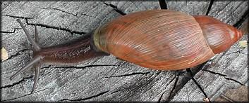 Indie, v mediteránu jen rod Poiretia Poiretia cornea žere veškeré plže, preferuje Pomatias elegans a Rumina decollata Euglandina