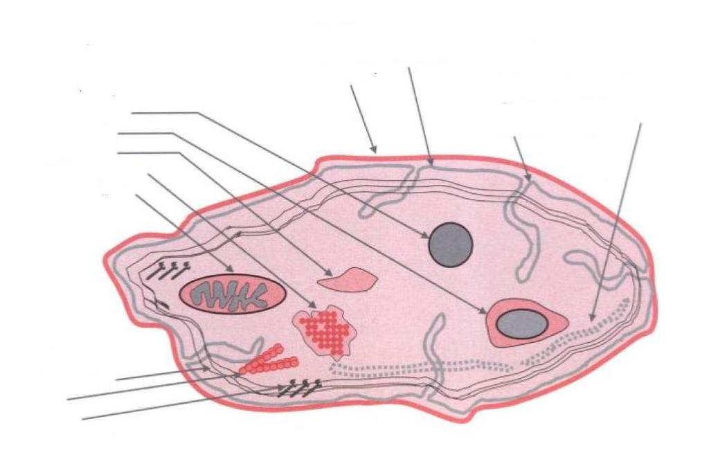 Zóna organel denzní granule alfa-granule lysozomy uložený glykogen mitochondrie Periferní zóna plasmatická membrána glykokalyx Membránová zóna otevřený