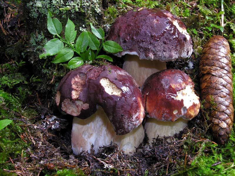 Hřib borový (Boletus pinophylus nebo Boletus pinicola) pod borovicemi, pouze z dovozu - V ČR lze