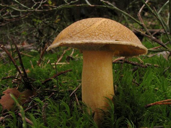 Klouzek bílý (Suillus placidus) jen