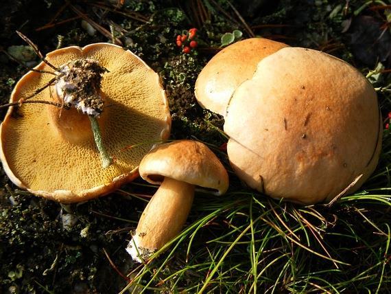 Klouzek kravský (Suillus