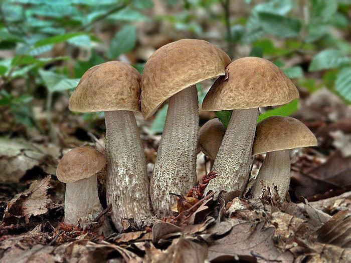 30 druhů Kozák habrový (Boletus