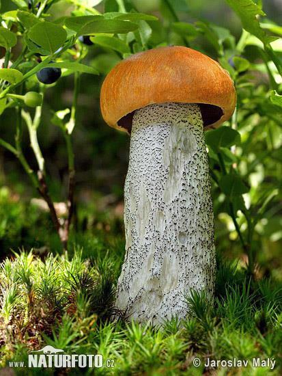 Křemenáč březový (Boletus