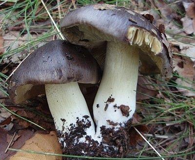 Čirůvka havelka (Tricholoma