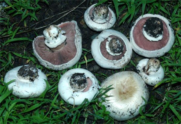 79 druhů Žampion zahradní (Agaricus hortensis, syn.