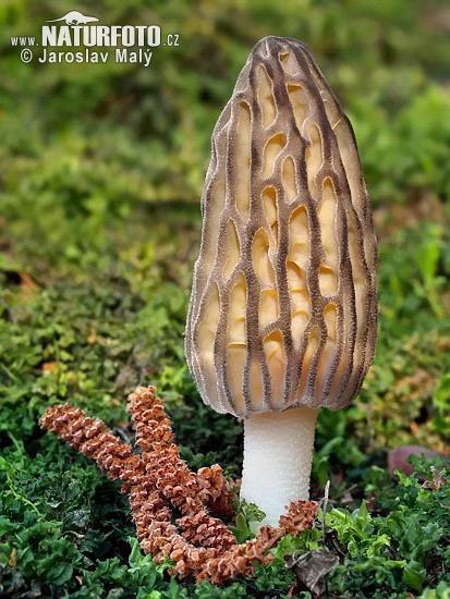 březen-květen ASCOMYCETES Smrž obecný (Morchella esculenta) Smrž spičatý (Morchella