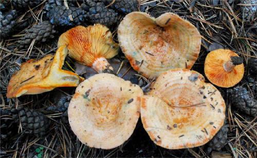 RYZCE Ryzec pravý (Lactarius deliciosus),