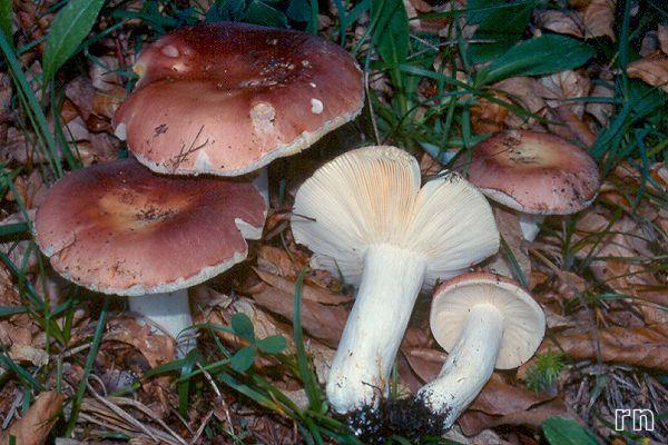 Holubinka mandlová (Russula