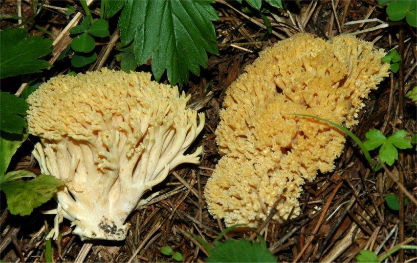 velmi blízko kmene Kuřátka žlutá (Ramaria flava) -229