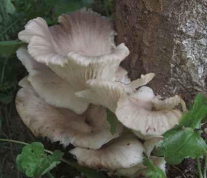 ostreatus) Hlíva miskovitá (Pleurotus