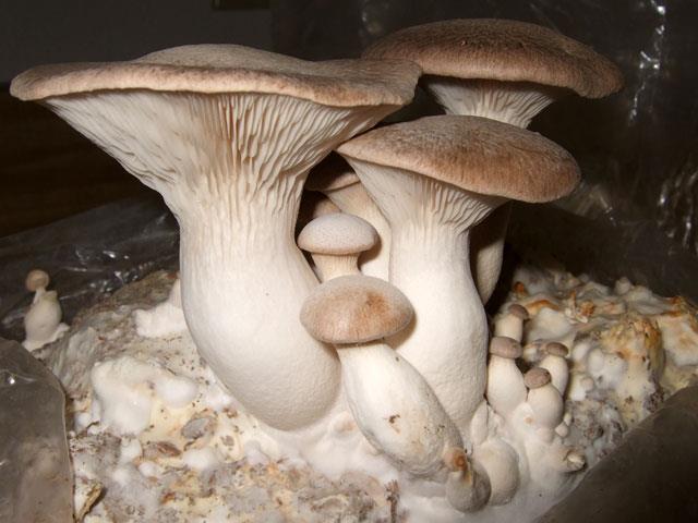 pulmonarius) Hlíva mačková (Pleurotus