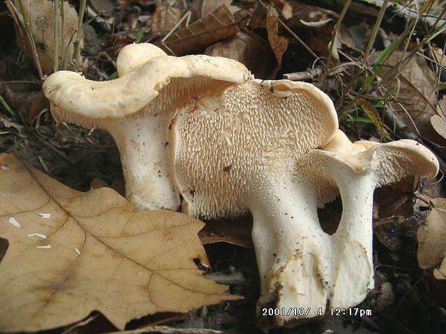 Liška obecná (Cantharellus cibarius), 41 druhů Lošák /lišák/ zprohýbaný (Hydnum repandum) Použili