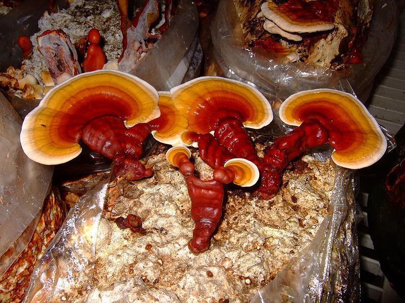 LESKLOKORKA LESKLÁ GANODERMA LUCIDUM REISHI Tato pěkná jakoby nalakovaná houba má fantastické léčivé schopnosti.