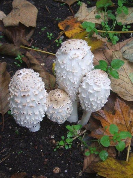 HNOJNÍK OBECNÝ Coprinus comatus, roste místy velmi hojně od července do října převážně mimo les v trávě na zahradách, polích, travnatých okrajích cest apod., vždy na pohnojených místech.