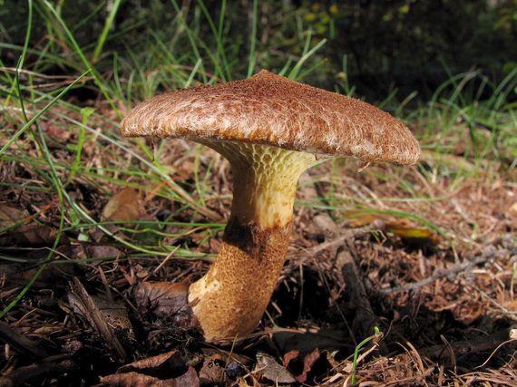 HŘIBOVITÉ Hřib hnědý (Boletus