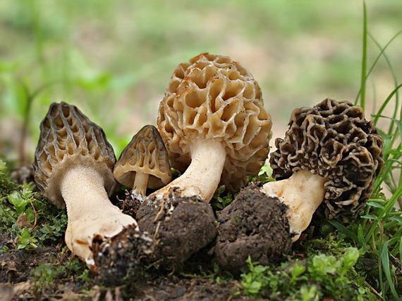 SMRŽE Morchella conica Morchella semilibera Morchella esculenta